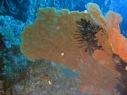 Diving around Togian islands, Kadidiri, Taipee Wall dive site. Indonesia.