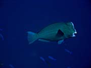 Double-headed Parrotfish (Bolbometopon muricatum). Diving around Togian islands, Kadidiri, Taipee Wall dive site. Sulawesi, Indonesia.