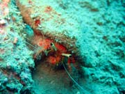 Crab. Diving around Togian islands, Kadidiri, plane wreck B24 from the 2nd World War. Sulawesi, Indonesia.