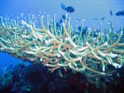 Diving around Togian islands, Kadidiri, Two Canyons dive site. Sulawesi, Indonesia.