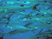 Barracudas. Diving around Togian islands, Una Una, Apollo dive site. Indonesia.