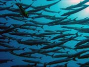 Barracudas. Diving around Togian islands, Una Una, Apollo dive site. Indonesia.