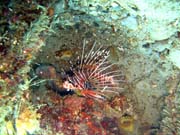 Lionfish. Diving around Togian islands, Una Una, Apollo dive site. Indonesia.