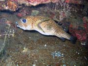 Spotted porcupinefish. Diving around Togian islands, Una Una, Apollo dive site. Indonesia.