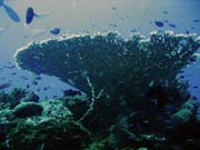 Diving around Togian islands, Una Una, Fishermania/Pinacle dive site. Sulawesi, Indonesia.