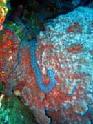 Diving around Togian islands, Una Una, Fishermania/Pinacle dive site. Sulawesi, Indonesia.