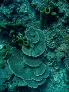 Diving around Togian islands, Una Una, Fishermania/Pinnacle dive site. Sulawesi, Indonesia.