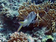 Diving around Togian islands, Una Una, Fishermania/Pinnacle dive site. Sulawesi, Indonesia.