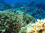 Diving around Togian islands, Una Una, Fishermania/Pinnacle dive site. Sulawesi, Indonesia.