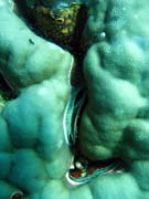 Diving around Togian islands, Una Una, Fishermania/Pinnacle dive site. Sulawesi, Indonesia.