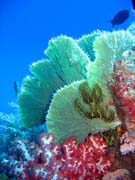Diving around Togian islands, Kadidiri, Dominic Rock dive site. Sulawesi, Indonesia.