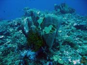 Diving around Togian islands, Kadidiri, Dominic Rock dive site. Sulawesi, Indonesia.
