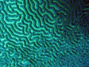 Diving around Togian islands, Kadidiri, Dominic Rock dive site. Sulawesi, Indonesia.