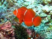 Clown Anemonefish. Diving around Togian islands, Kadidiri, Dominic Rock dive site. Sulawesi, Indonesia.