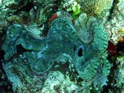 Giant Clam, Diving around Togian islands, Kadidiri, Dominic Rock dive site. Sulawesi, Indonesia.