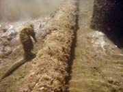 Sea Horse. Diving around Togian islands, Kadidiri, Dominic Rock dive site. Sulawesi, Indonesia.