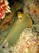 Bluespotted ray (Dasyatis kuhlii). Diving around Togian islands, Kadidiri, Taipai island dive site. Sulawesi, Indonesia.