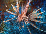 Lionfish. Diving around Biak islands, Catalina wreck dive site. Indonesia.