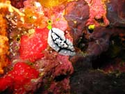 Nudibranch. Diving around Biak islands, Owi island dive site. Papua, Indonesia.