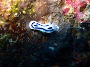 Nudibranch. Diving around Biak islands, Owi island dive site. Papua, Indonesia.