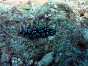 Polyclad flatworn. Diving around Biak islands, Owi island dive site. Papua, Indonesia.