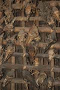Hunters trophies as house decoration. Kyartho village, Chin State. Myanmar (Burma).