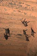 Flying foxes inside prayer tower of Grand Mosqu�e. Agadez town. Niger.