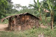 Pygmy village down to the Lobe River. The Pygmy people are forest dwellers, know the forest, its plants and its animals. They live by hunting animals such as antelopes, pigs and monkeys, fishing, and gathering honey, wild yams, berries and other plants. Cameroon.