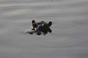 Hippos at B�nou� National Park (Parc National de la B�nou�). Cameroon.