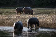 Hippos at B�nou� National Park (Parc National de la B�nou�). Cameroon.