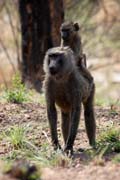 Monkeys are frequently seen along the main road N'Gaound�r� - Maroua. Cameroon.