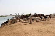 Pastoral at Logone riverbank near Maga village. Cameroon.
