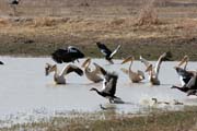 White Pelicans. Waza National Park. Cameroon.