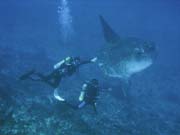 Ocean Sunfish (Mola Mola) at Crystal Bay dive site near Nusa Penida island. Bali, Indonesia.