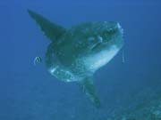 Ocean Sunfish (Mola Mola) at Crystal Bay dive site near Nusa Penida island. Bali, Indonesia.