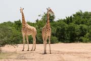 Last wild giraffes at West Africa - Kourou reservation. Niger.