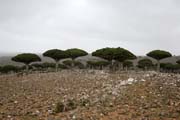 Endemic trees Dragon's blood (Dracaena cinnabari) at Dixam Plateau. Socotra (Suqutra) island. Yemen.