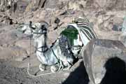 Camel in Sinai mountains. Egypt.