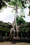 Ta Prohm temple - temple left in the jungle. Angkor Wat temples area. Cambodia.