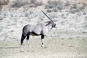 Gemsbok, Kalahari Gemsbok National Park. South Africa.
