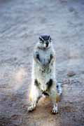 Cape ground squirrel, Kalahari Gemsbok National Park. South Africa.