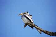 Yellow-billed hornbill, Kalahari Gemsbok National Park. South Africa.
