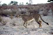 Cheetah, Kalahari Gemsbok National Park. South Africa.