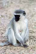 Vervet monkey, Kruger National Park. South Africa.