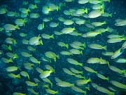 School of fishes - probably Yellow-band Fusilier. Richelieu Rock dive site. Thailand.