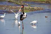 Saddle-billed stork, Kruger National Park. South Africa.