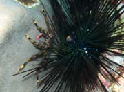 Crab and Sea Urchin. Richelieu Rock dive site. Thailand.