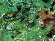 Goby. Richelieu Rock dive site. Thailand.
