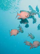 School of fishes. Richelieu Rock dive site. Thailand.