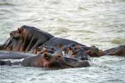 Hippos, St. Lucie National Park. South Africa.
